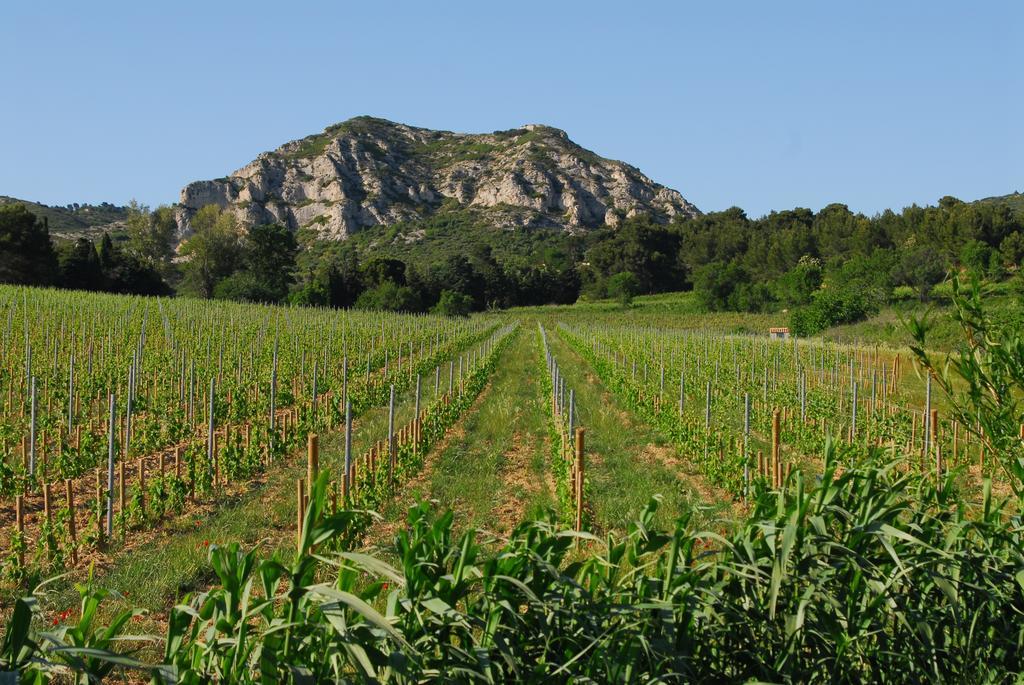 Le Mas Des Lauriers Bed and Breakfast Paradou Esterno foto